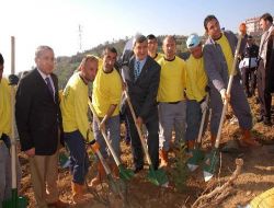 Yanan Ormanlık Alan Yeniden Yeşillendiriliyor
