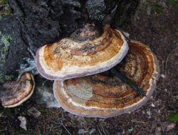 Ordu Ormanlarında Ölümsüzlük Mantarına Rastlandı