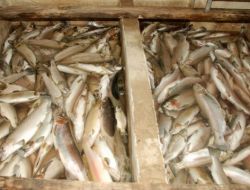 Rize’deki Toplu Balık Ölümleri Araştırılıyor