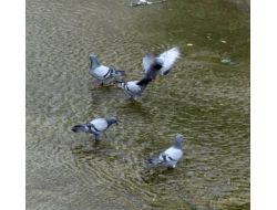 Belediye, Susuz Kalan Güvercinler İçin Ulu Irmak'a Su Saldı