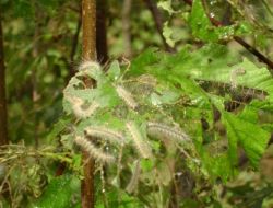 Amerikan Beyaz Kelebeği İle Mücadele Başladı