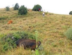 Kelkit'te Yıldırım Düştü, 4 İnek Telef Oldu!