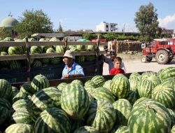 Olgunlaşmadan Satışa Sunulan Karpuzlar, Satışları Düşürdü, Üretici Zarar Etti