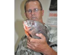 Meriç Nehri'nde Pirana Yakalandığı İddiası