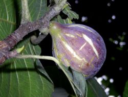 MUT'TA İNCİR HASADI BAŞLADI