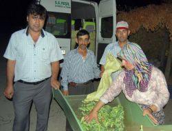 Salatalık Sındırgılı Üreticilerin Yüzünü Güldürdü