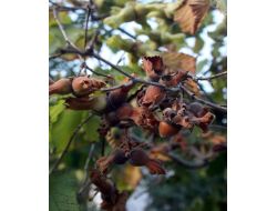 Aşırı Sıcaklardan Fındıkta Yüzde 15 Kayıp Bekleniyor