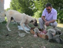 Ölüme Terkedilen Köpeklere, Orman İşletme Müdürlüğü Çalışanları Sahip Çıktı