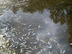 Cörmene Çayı Vali Bektaş'ın İlgisini Bekliyor