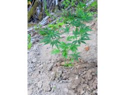 Alaplı'da Uyuşturucu Operasyonu