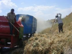 Ot Sıkıntısı Yaşayan Vatandaş, Diken Toplamak İçin Hayatını Tehlikeye Atıyor