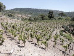 Bornova'nın Misket Üzümleri İlk Meyvelerini Verdi