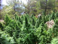 Hatay’da 300 Bin Kök Kenevir Ele Geçirildi