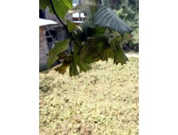 Giresun'da Fındık Hasadı Başladı