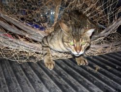 Nesli Tehlikede Olan Yaban Kedisi Ağa Takılmış Halde Bulundu