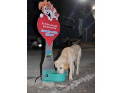 Fethiye’deki Sokak Hayvanları Ve Kuşlar, Susuz Kalmayacak