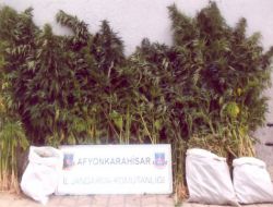 Afyon’da 2 Bin 500 Kök Kenevir Ele Geçirildi