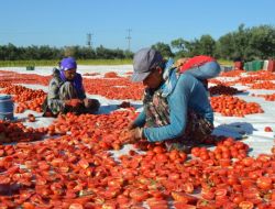 Domates Üreticisi Bu Yıl Umduğunu Bulamadı