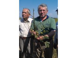 Milletvekili Yüksel, Doludan Zarar Gören Tarlaları İnceledi