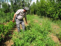 Organik Canlı Gübrenin Maliyeti 8 Kuruş