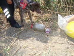 Nehir Yatağına Ekilen Kenevirleri Narkotik Köpeği Buldu