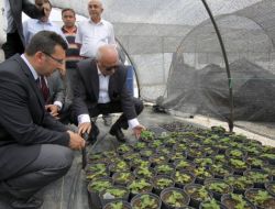 Vali Yüksel Çubuk'ta Seraları İnceledi