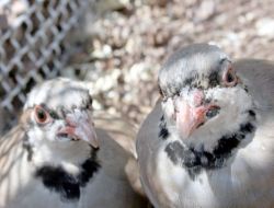 Giresun'da Bin Keklik Doğaya Salıverildi