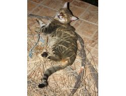 Yaban Kedisi Balıkçıların Ağına Takılınca İlk Kez Yakından Fotoğraflandı