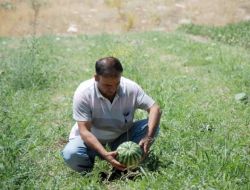 Bilimsel Karpuz İşi Tuttu