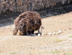 Devekuşları Yumurta Nöbetinde!!