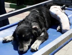 Ayağı Kırılan Sokak Köpeği Ameliyat Edildi