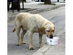 Sokak Hayvanlarının İmdadına Su Kapları Yetişiyor