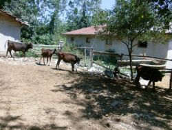 Tanısı Konamayan Hastalık Hayvanları Felç Ediyor, Köylüler Endişeli