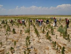 Ayçiçek Tarlasında Hint Keneviri