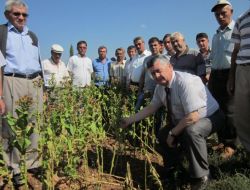 Chp Milletvekili Keskin, Denizli’de Dolu Vuran Tarlaları İnceledi