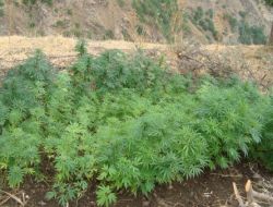 Jandarmadan Hint Keneviri Operasyonu