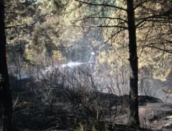 Ayazağa’daki Orman Yangını Söndürüldü