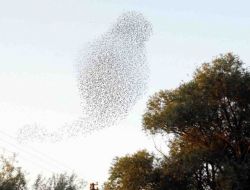 Sığırcık Kuşlarının Gökyüzündeki Dansı