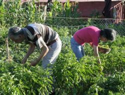 Hobi Bahçelerinde Ürün Yetiştirip Stres Atıyorlar