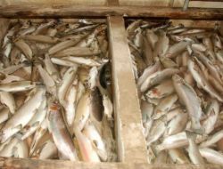 Rize’de Balık Ölümlerinin Nedeni Belirlendi