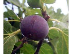 İncir İhracatçısı ‘hormon’ Nöbetinde