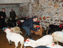 Of Kaymakamlığı 61 Yetim Öksüze Kurbanlık Koç Dağıttı