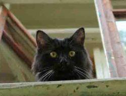 Rusya’da Uyuşturucu Kuryesi Kedi