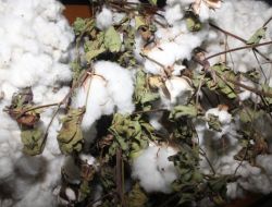 Çukurova’da Sezonun İlk Kütlü Pamuğu 100 Tl'ye Satıldı