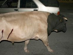 800 Kiloluk Boğa Sahibini Öldürdü