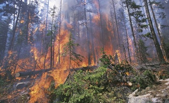 Jandarma uyuşturucu tarlasını imha edince