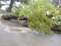 Samsun’da Kuvvetli Rüzgar Ağaçları Kökünden Söktü