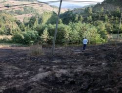 Elektrik Telleri Ağacı Tutuşturdu, 2 Dönümlük Alan Yandı