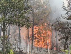 Dinamit Yüklü Kamyon Devrildi 15 Hektarlık Orman Yandı