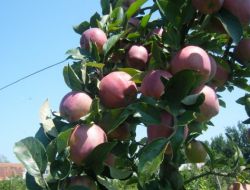 Tarım İl Müdürlüğü Hasat Öncesi Denetim Yapacak
